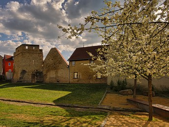 Vino Tage in Rheinhessen inkl. Weinverkostung