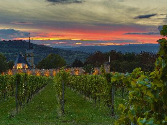 Vino Tage in Rheinhessen inkl. Weinverkostung