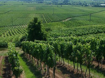 Mandelblüte in der Pfalz 4 Tage