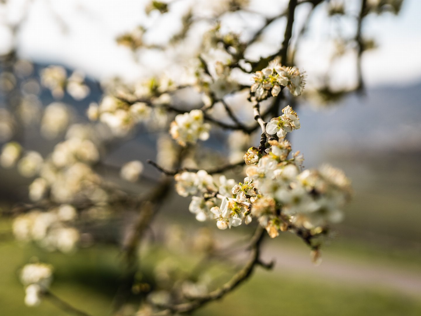 Die Mosel im Frühjahr entdecken | 4 Tage