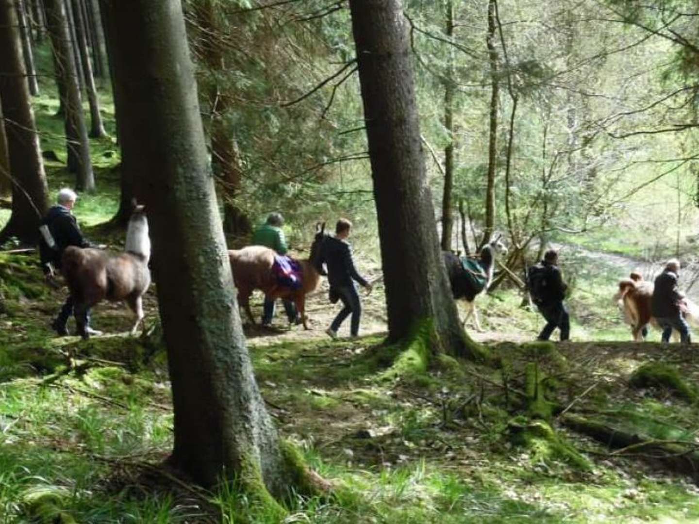 Genuß & Landidyll am Rothaarsteig im Sauerland 4 Tage