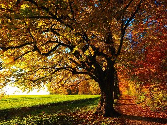 Goldener Herbst  - 4 Tage Vulkaneifel