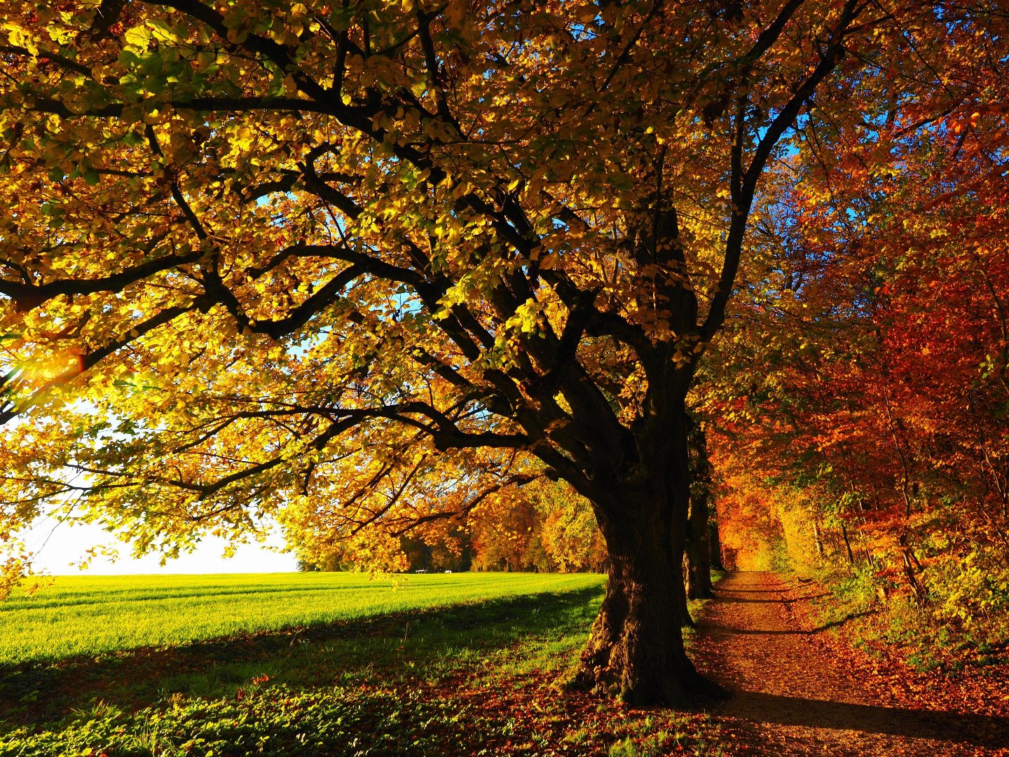 Goldener Herbst  - 4 Tage Vulkaneifel