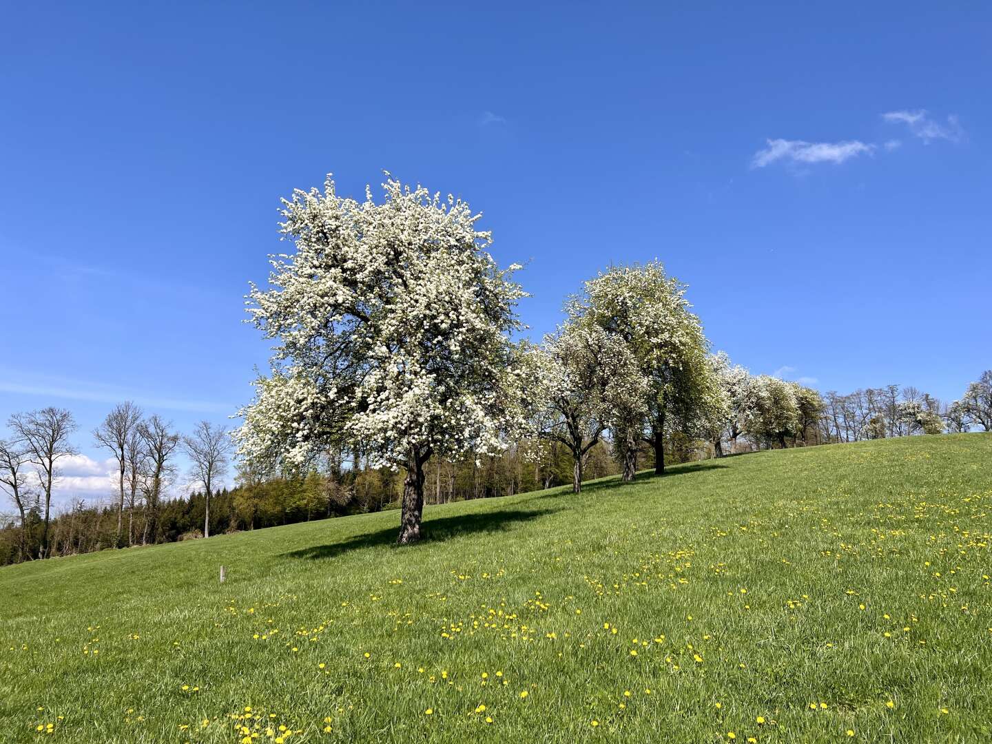 Entspannungsurlaub - Ruhe & Natur im Mostviertel | 6 Nächte