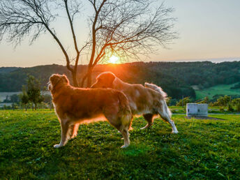 Hundeurlaub im Südburgenland | 3 Tage inkl. 5-Gang Menü