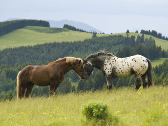 Ländliche Harmonie & gelebte Tradition im Landhotel in der Oststeiermark | 4 Tage Lastminute