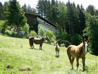 Raus in die Natur - Auszeit auf der Alm in Kärnten| 6 Nächte