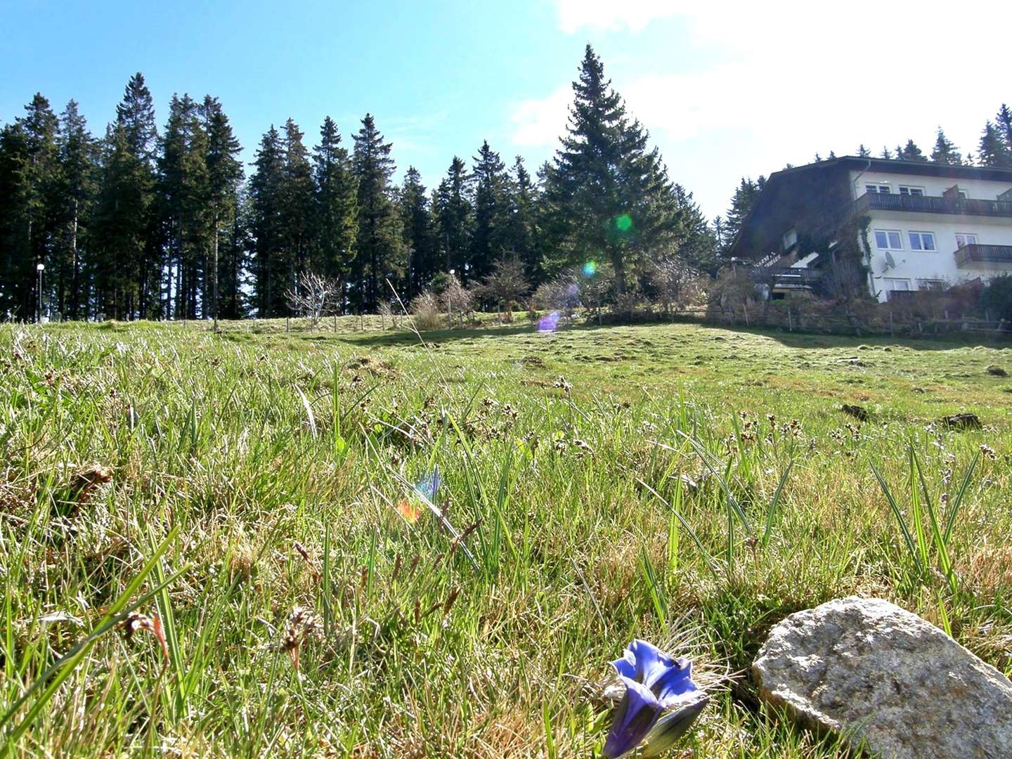 Natur pur - Energietanken auf der Alm in Kärnten | 4 Nächte