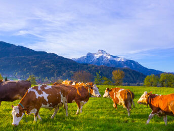 Erholungsurlaub im Salzburger Land - Wald, Wiese & Natur | 5 Nächte