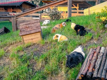 Familienurlaub im Kinderhotel Appelhof | 5 Nächte 