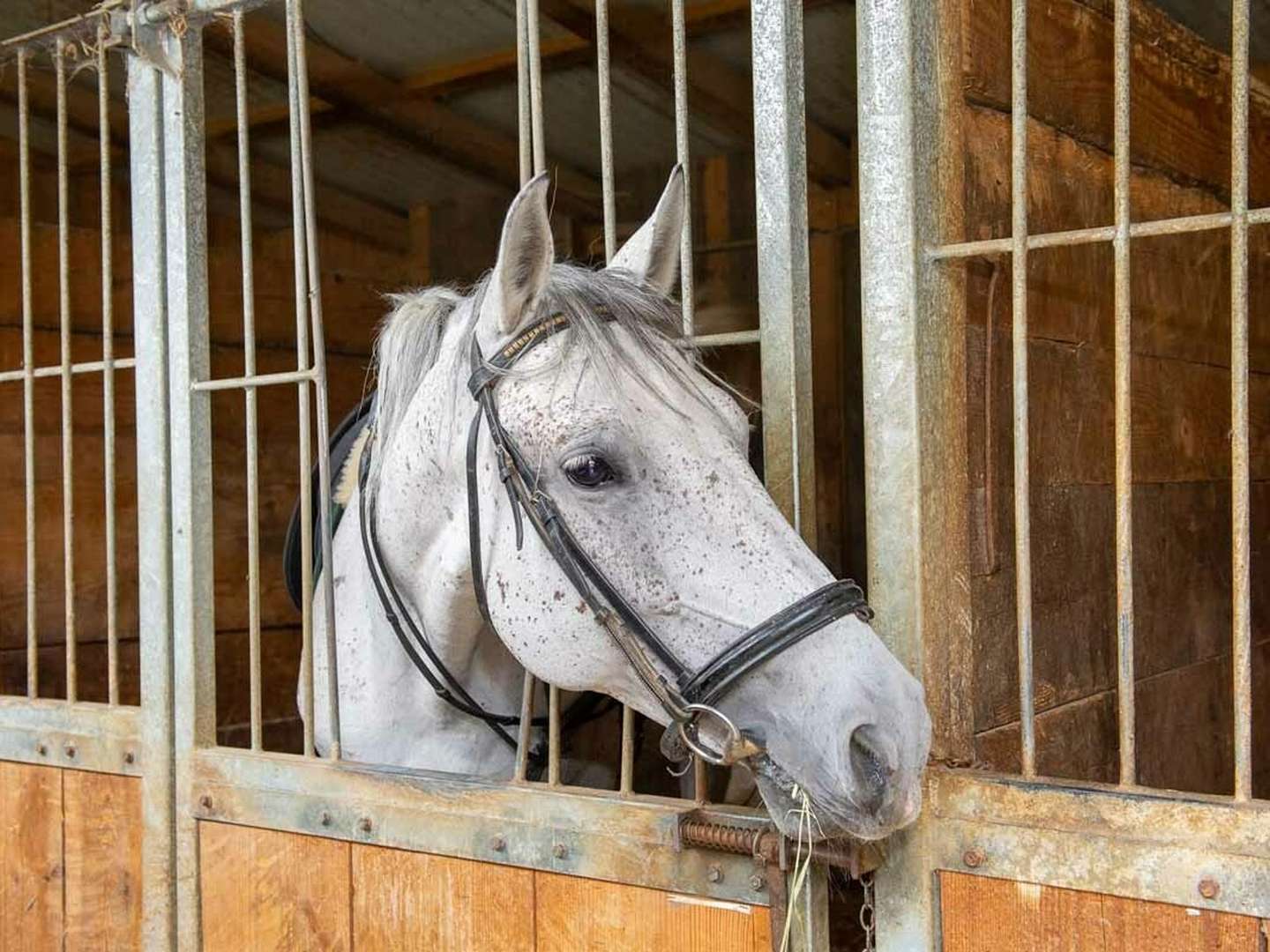 Urlaub im grünen Herzen der Steiermark inkl. Verwöhnpension | 3 Nächte