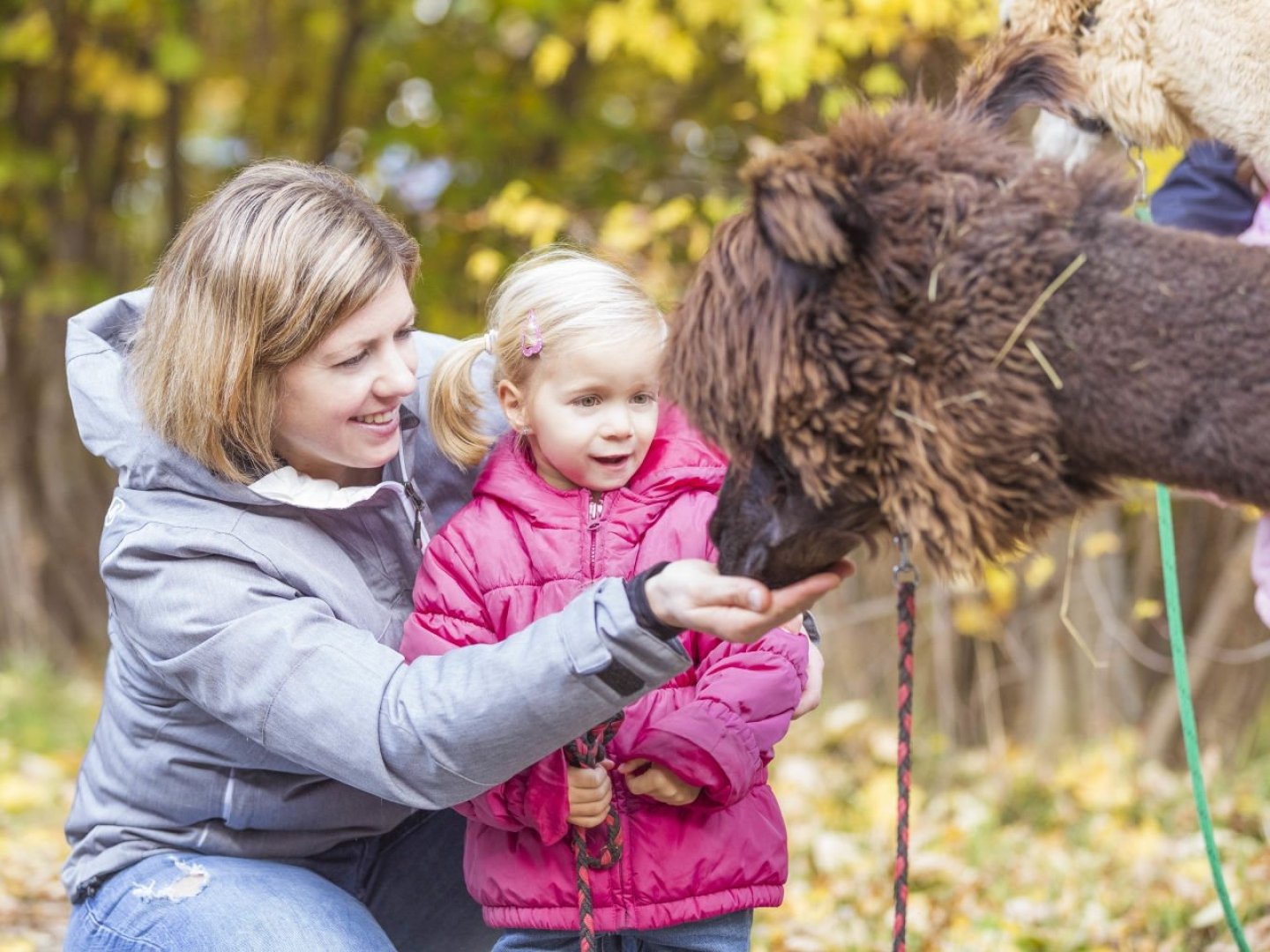 Tierisches Landerlebnis in der Steiermark – Familienurlaub mit Alpaka-Wanderung  I 2 Nächte