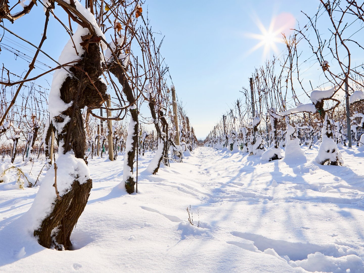 Die Winterzeit in der Südsteiermark  genießen - Luxus Lodge inkl. Wellnessgenuss | 5 Nächte