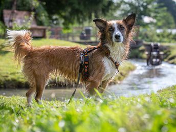 Wanderromantik mit Hund | 5 Nächte inkl. Romantikeisbecher & Frühstück am Zimmer