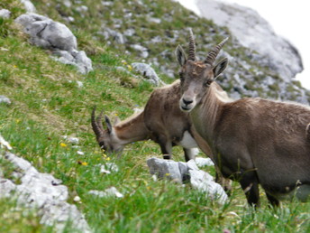 Bergsommer in der Silberregion Karwendel | 5 Nächte