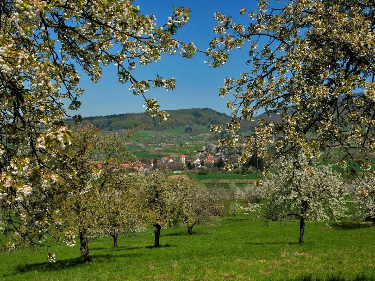 Schönes Land in Sicht! 6 Tage mit dem Fahrrad durchs Markgräflerland 