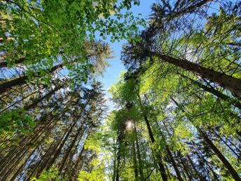 Wald-Auszeit zu zweit – 3 Tage im Bayerischen Wald