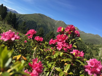 Naudererhof-feeling zum Kennenlernen - 4 Schnuppertage