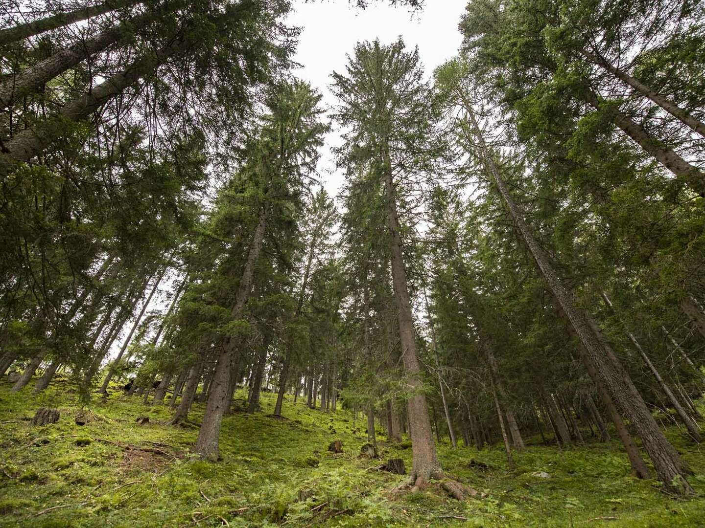 Winterurlaub inmitten der Nockberge - Natur pur mit kulinarischem Genuss | 4 Nächte 