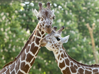 Tierisch gut - Kurzurlaub Wien mit Tiergarten Schönbrunn  | 3 Nächte