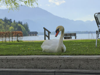 Zauberhafte Auszeit direkt am Wolfgangsee | 6 Nächte