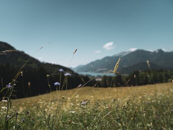 Spätsommer im Salzkammergut - in unmittelbarer Nähe zum Wolfgangsee