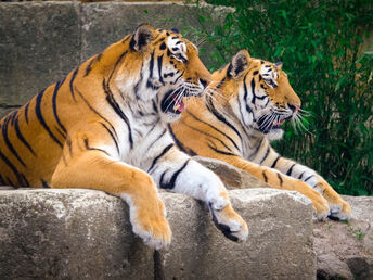 Die Welt der Tiere im Zoo Hannover | 5 Tage 