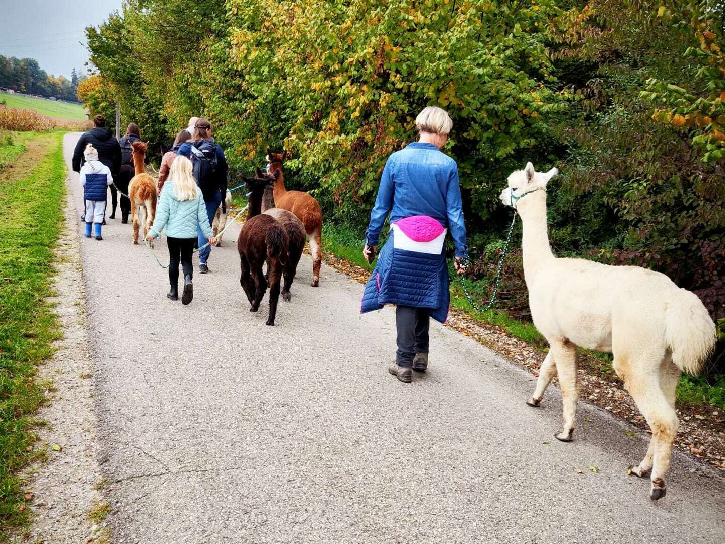 Familienwochenende inklusive Alpakawanderung in Jettingen-Scheppach