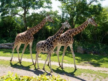 Auf Safari im Zoo Leipzig | 4 Tage Zooabenteuer