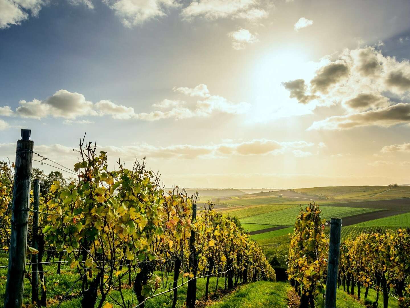 Weinwandern am Fuß der Eltviller Weinberge | 4 Tage