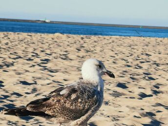 Die Natur entspannt genießen in Swinemünde | 5 ÜHP 