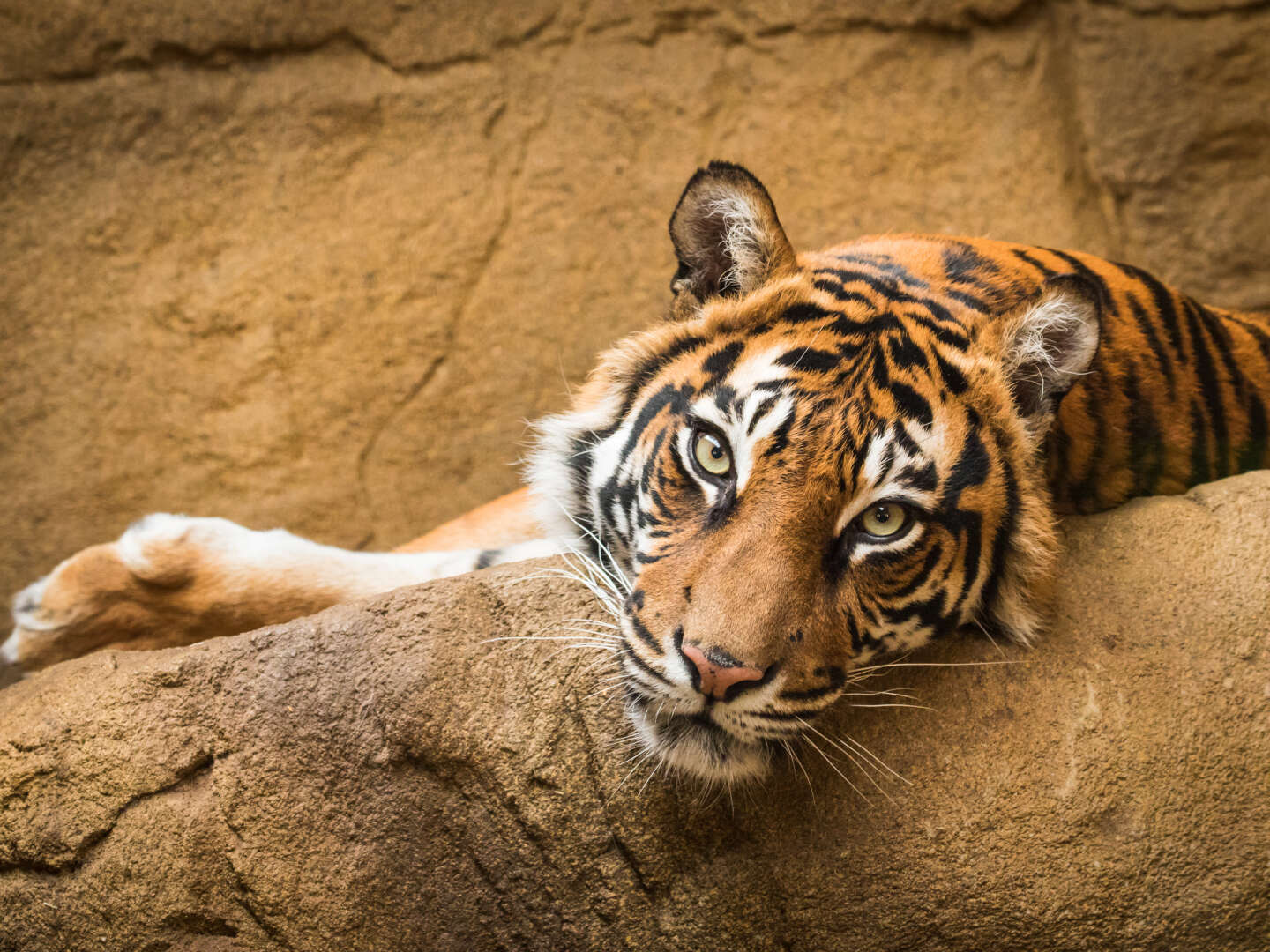 3 Erlebnistage im Zoo & Palmenhaus Posen  