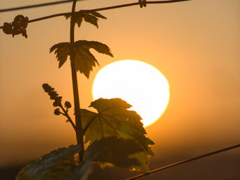 4 Tage - Auszeit vom Alltag in den Weinbergen - Saale Unstrut 