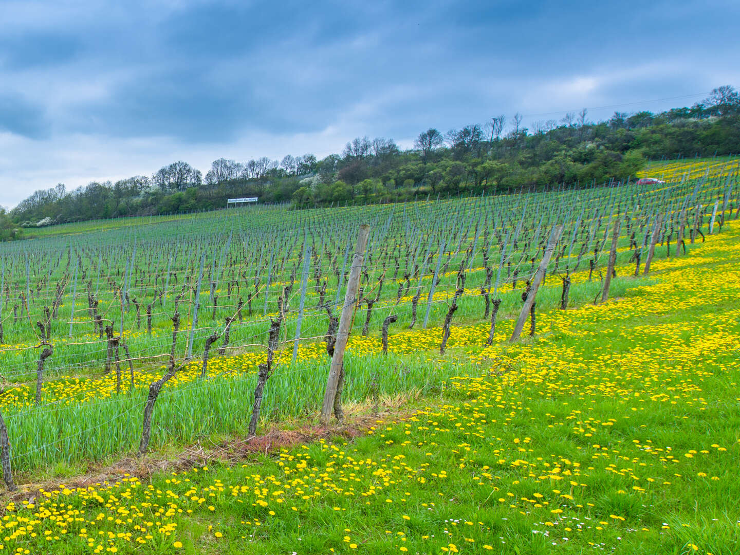 3 Tage - Auszeit vom Alltag in den Weinbergen - Saale Unstrut 