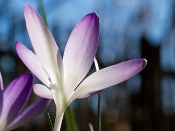 It´s KROKUS Time- 3Tage Natur-pur