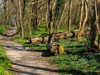 Geniessen Sie den Frühling im Ostseebad Göhren 