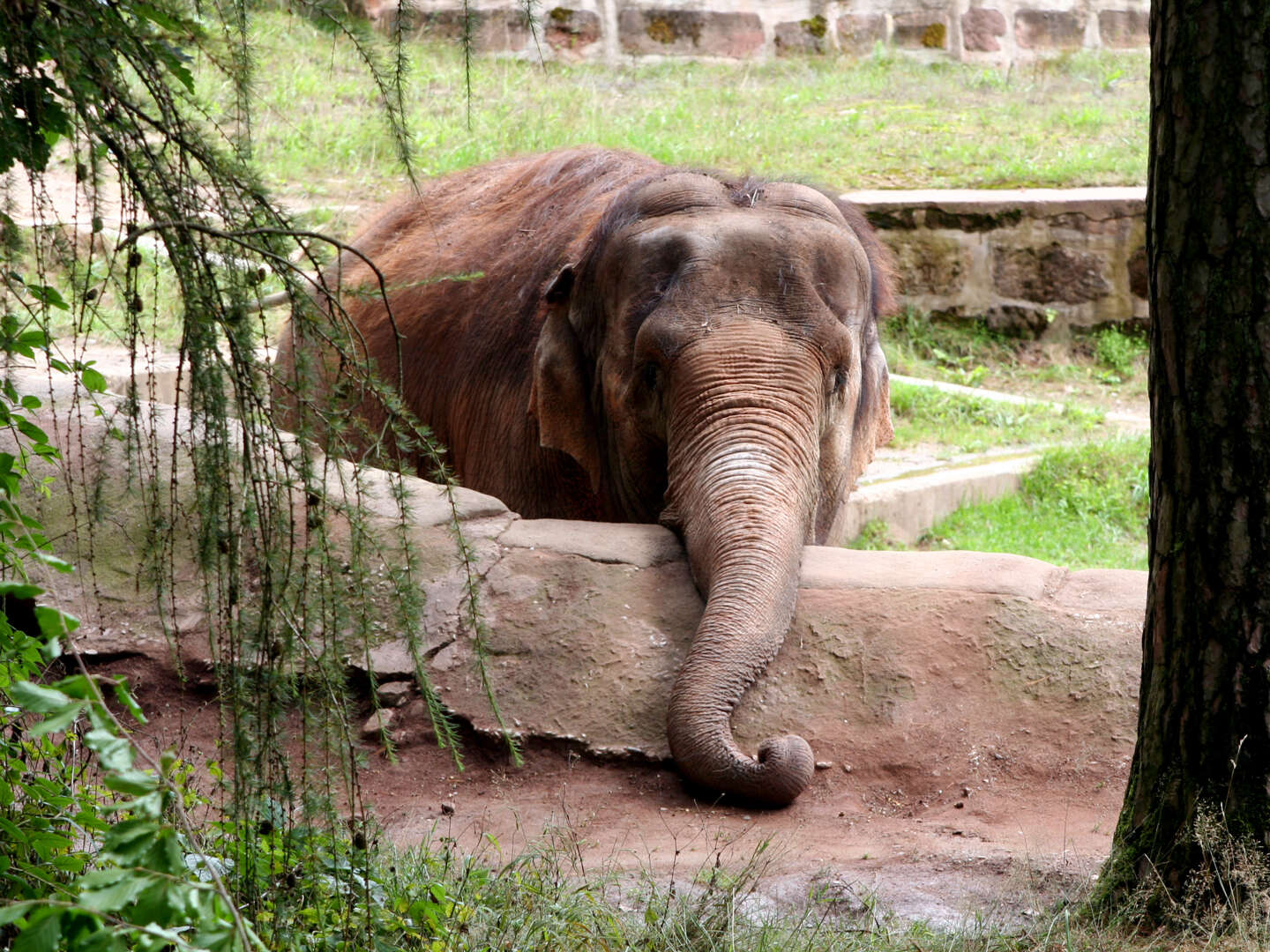 Magdeburgs Zoo-Abenteuer inkl. 3-Gang Menü | 1 Nacht