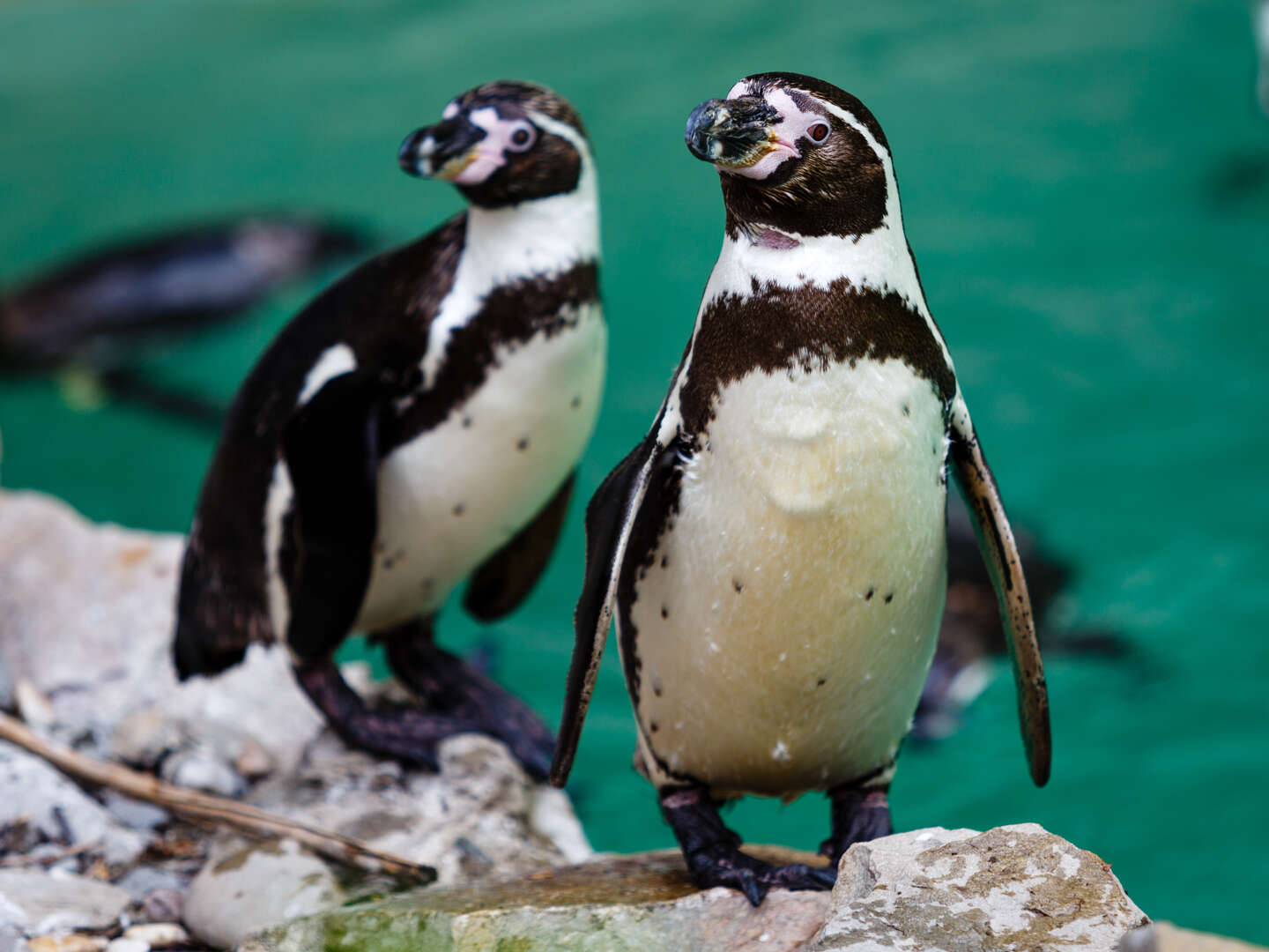 Magdeburgs Zoo-Abenteuer inkl. 3-Gang Menü | 2 Nächte