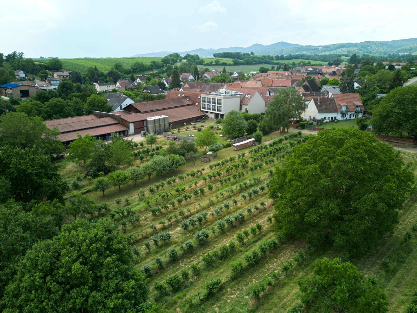 Ostern in der Pfalz - 4 Tage im Weinhotel mit Weingut