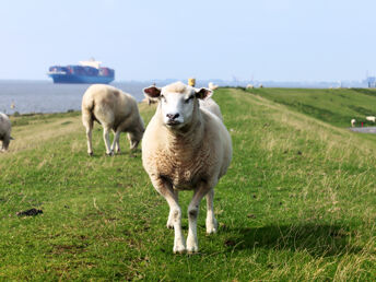 Neueröffnung****- Auszeit in Carolinensiel direkt an der Nordsee