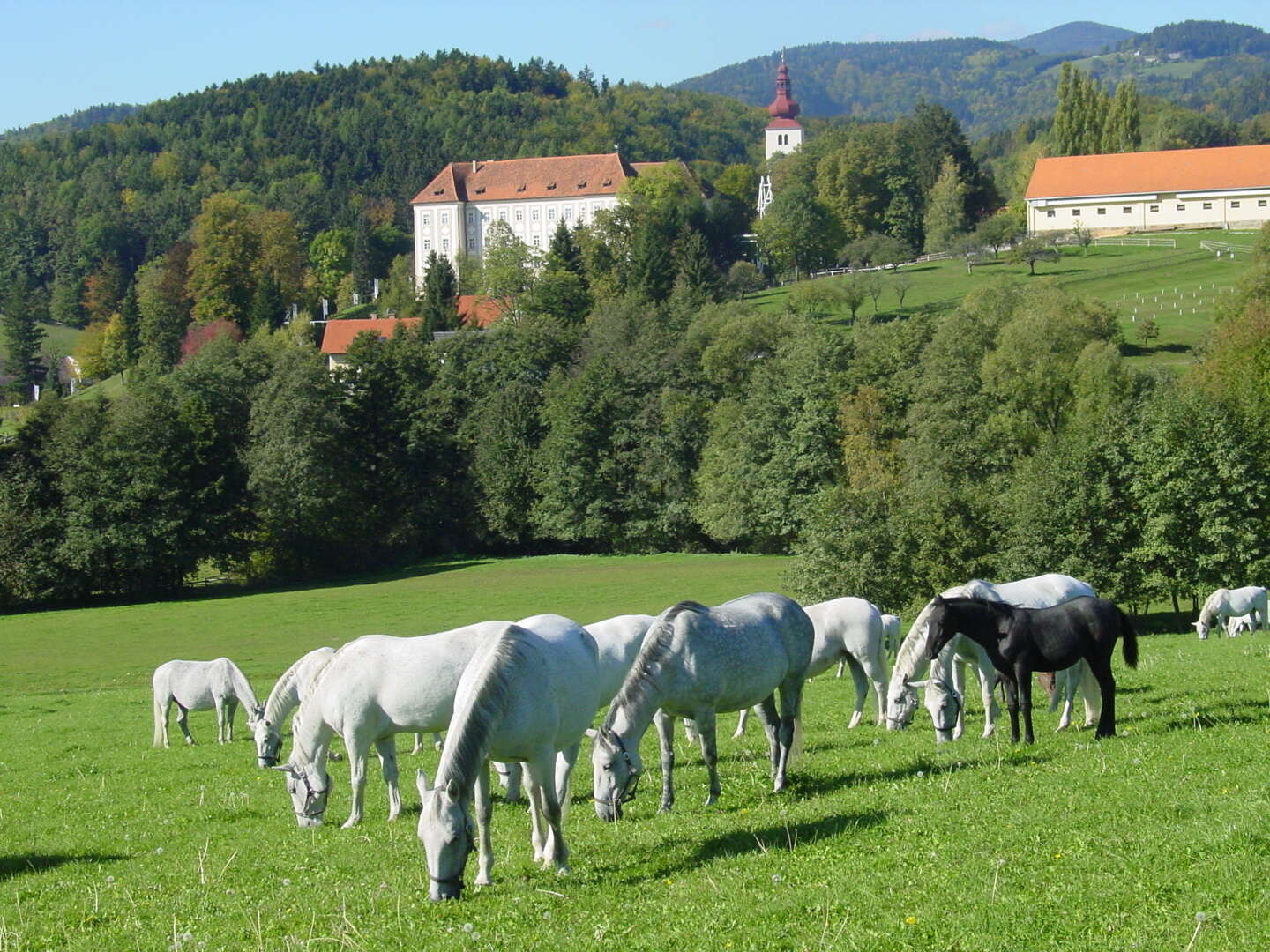 Familienurlaub in der Lipizzanerheimat | 3 Nächte in der Weststeiermark