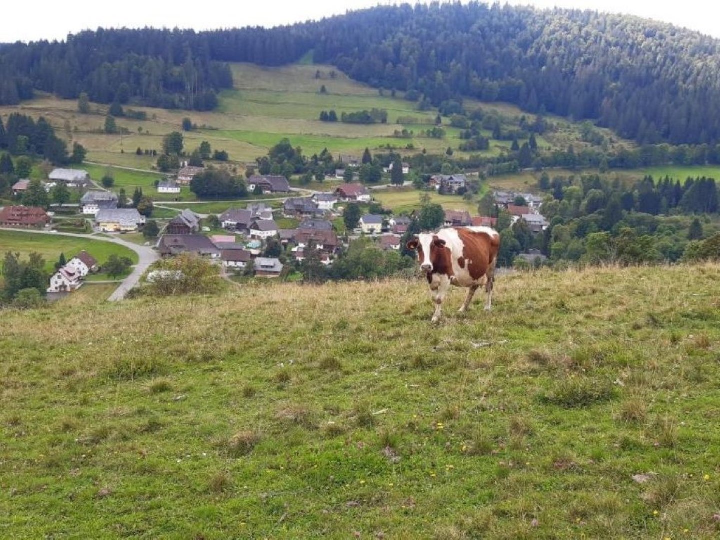 Wandern im Schwarzwald