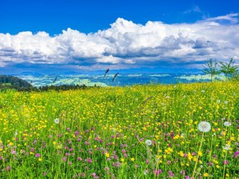 Frühsommer im Allgäu/Bodenseeregion